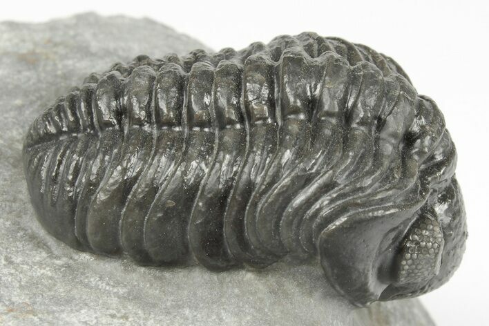 Adrisiops Weugi Trilobite - Recently Described Phacopid #204488